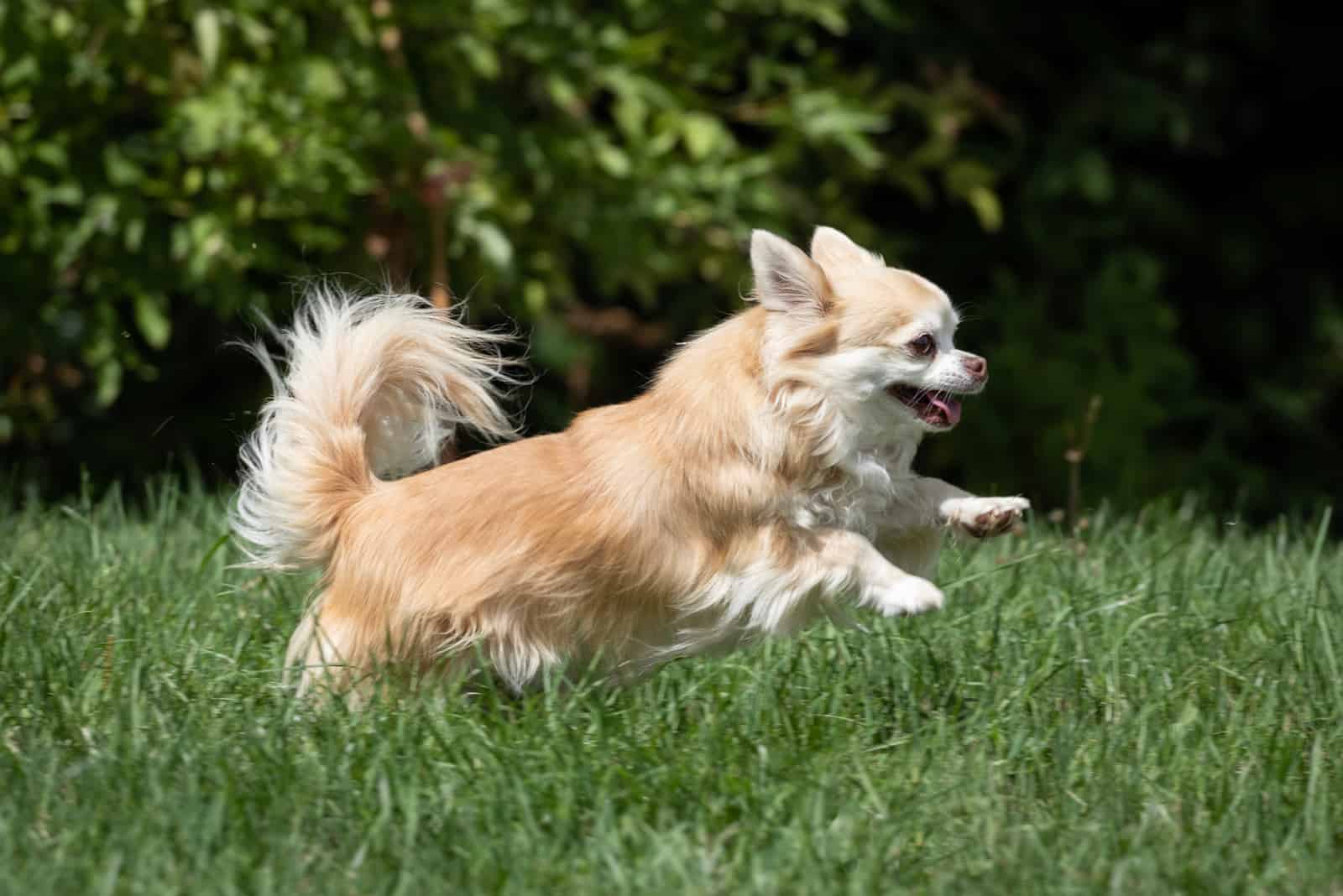 chihuahua runs across the field