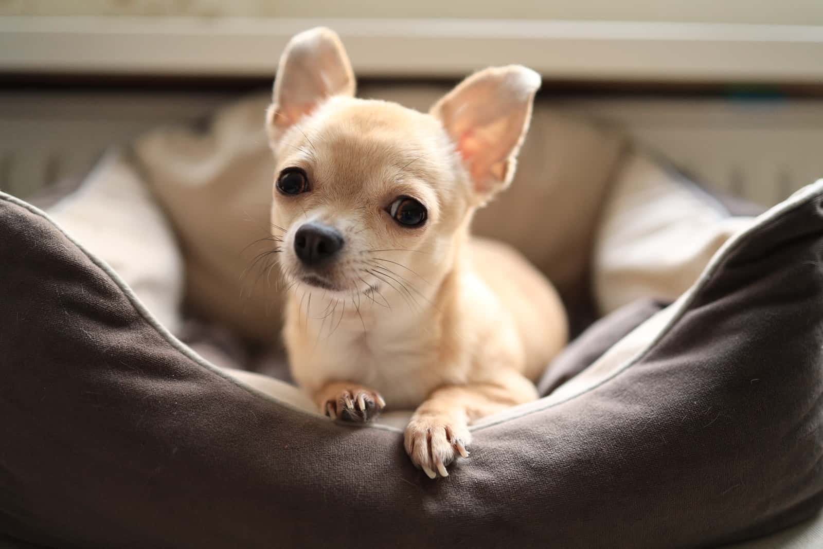 Chihuahua sitting in dog bed