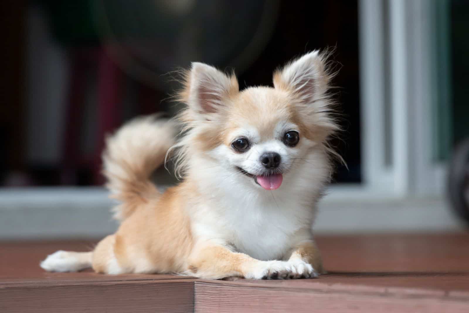 chihuahua sitting on floor