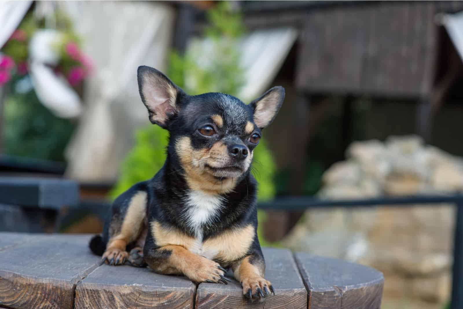 Chihuahua sitting on table