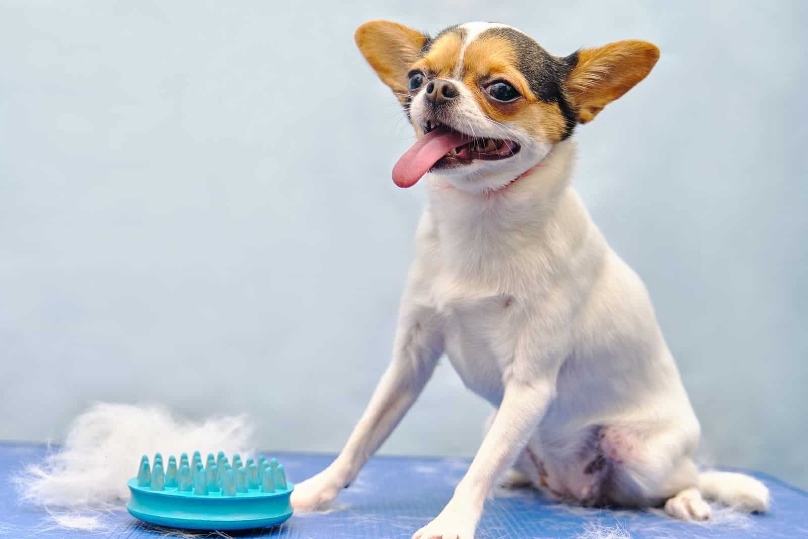 Chihuahua sitting on the table next to it on the table is the hair of a dog that the groomer has combed out from the dog