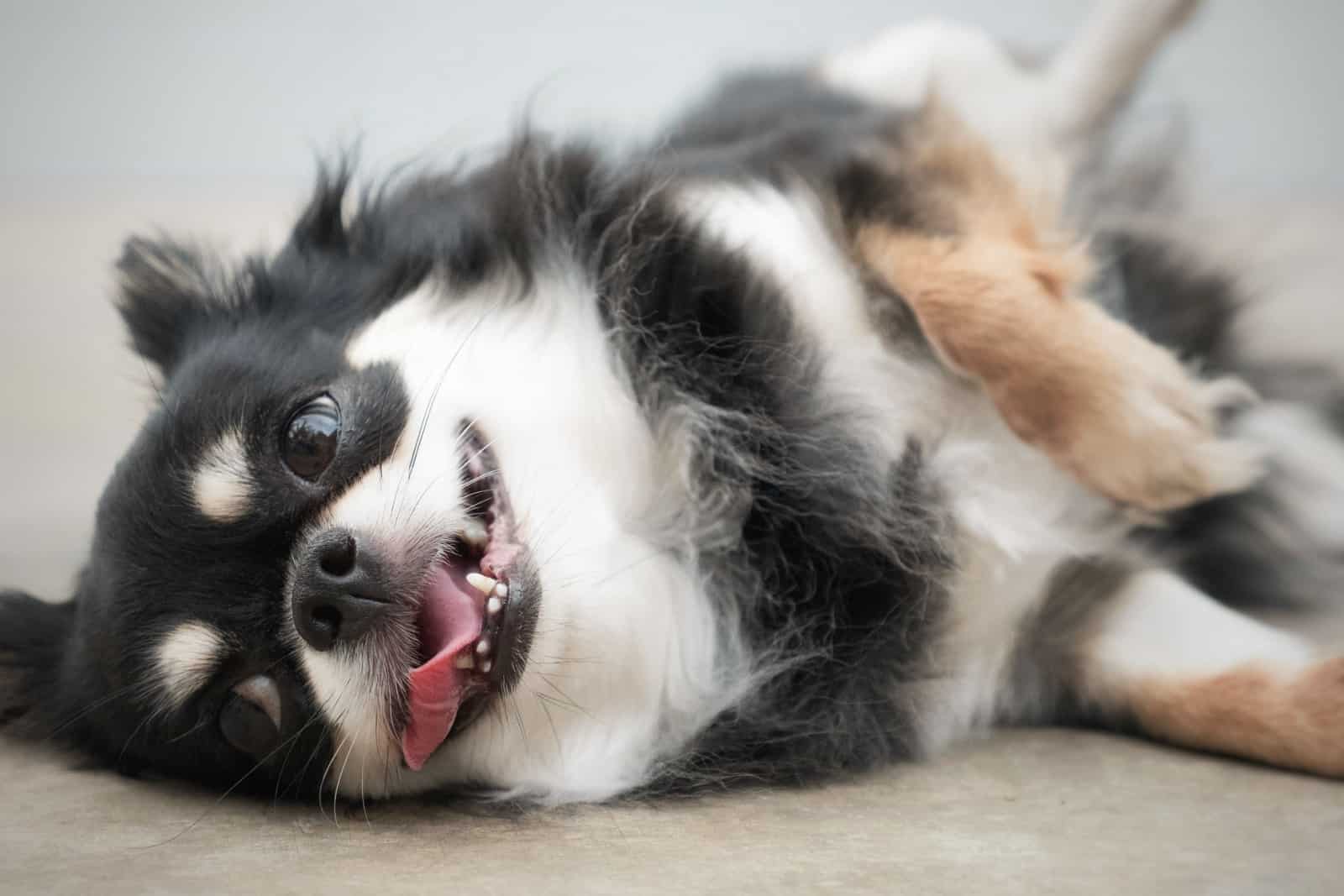 chihuahua small dog black and tan color,rolling around