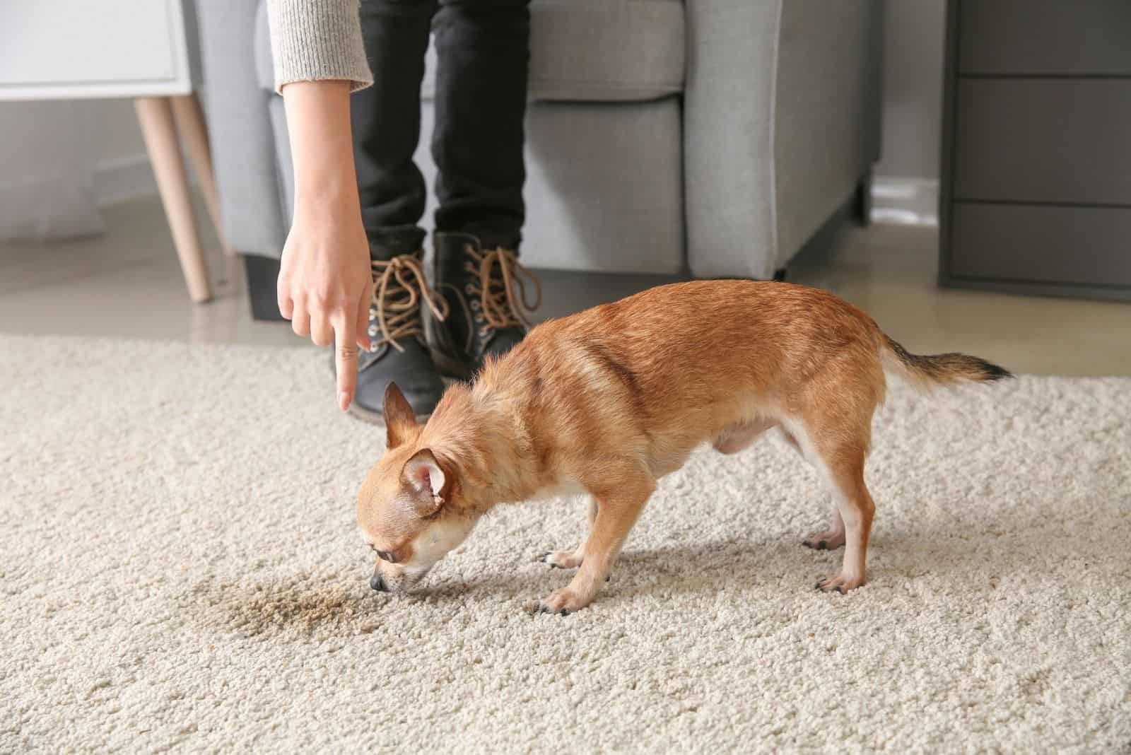 chihuahua smelling wet part on the carpet as pointed by the owner inside the house