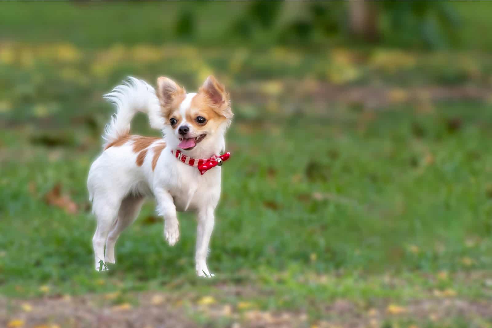 Chihuahua standing outside