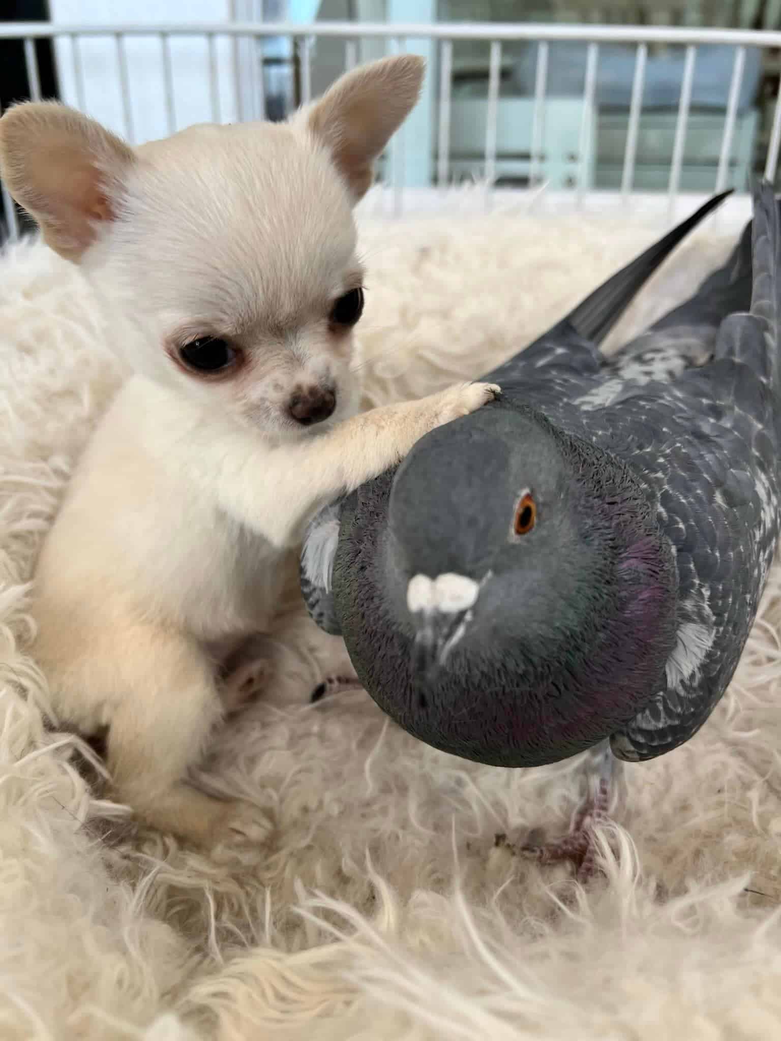 chihuahua touches a pigeon with its paw