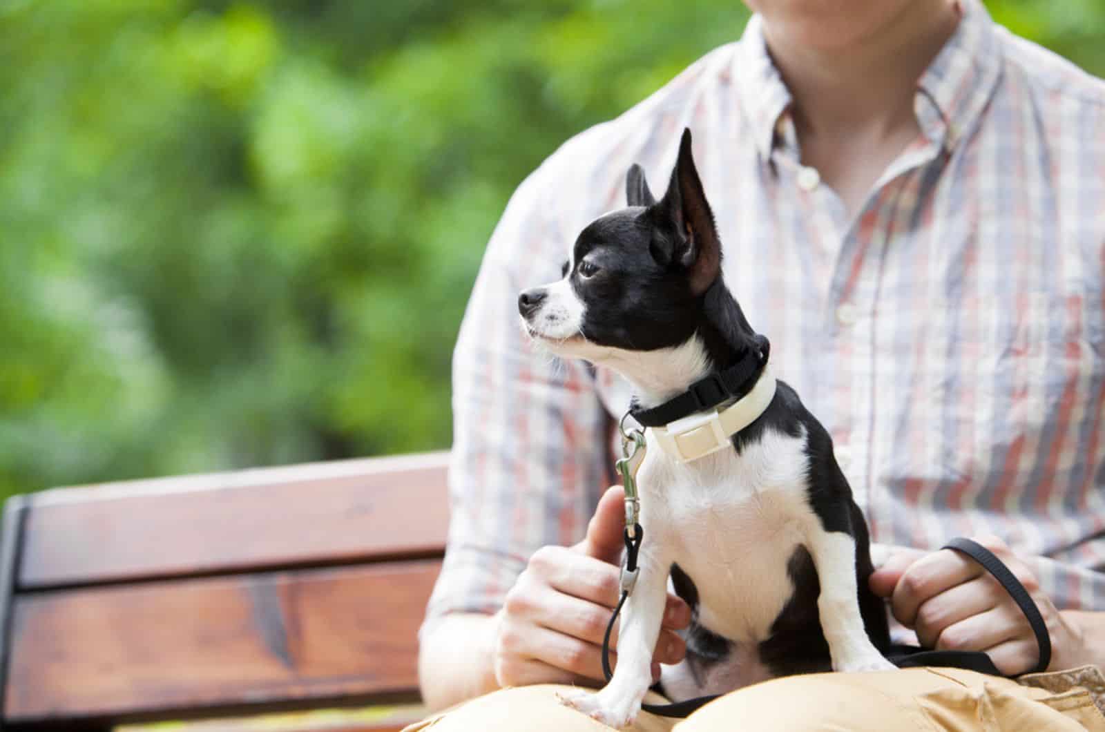 chihuahua with his owner in the park