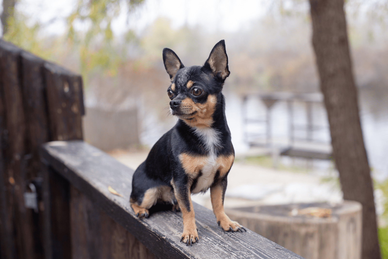 Chihuahua