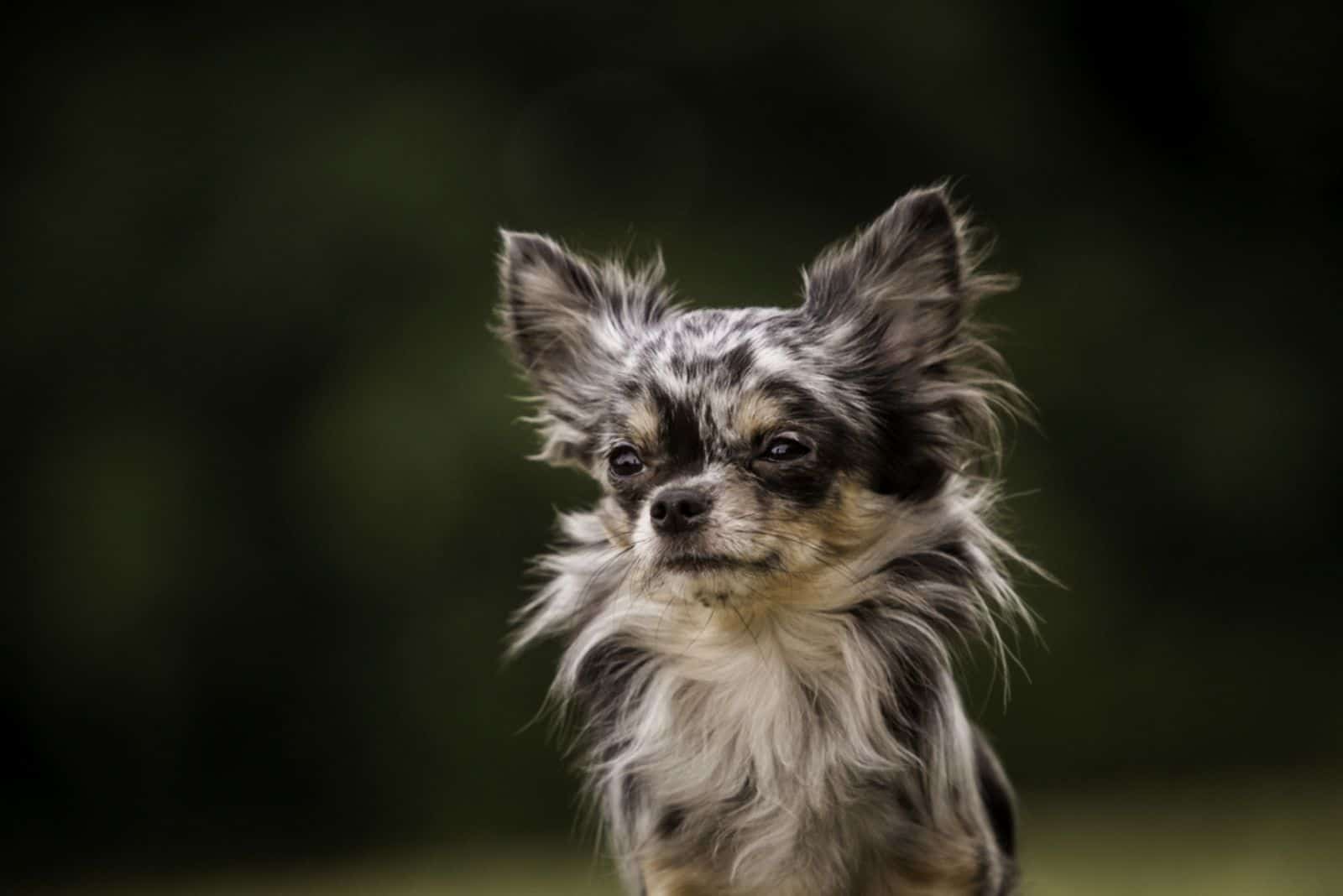 Chihuahuas sit and look in front of them