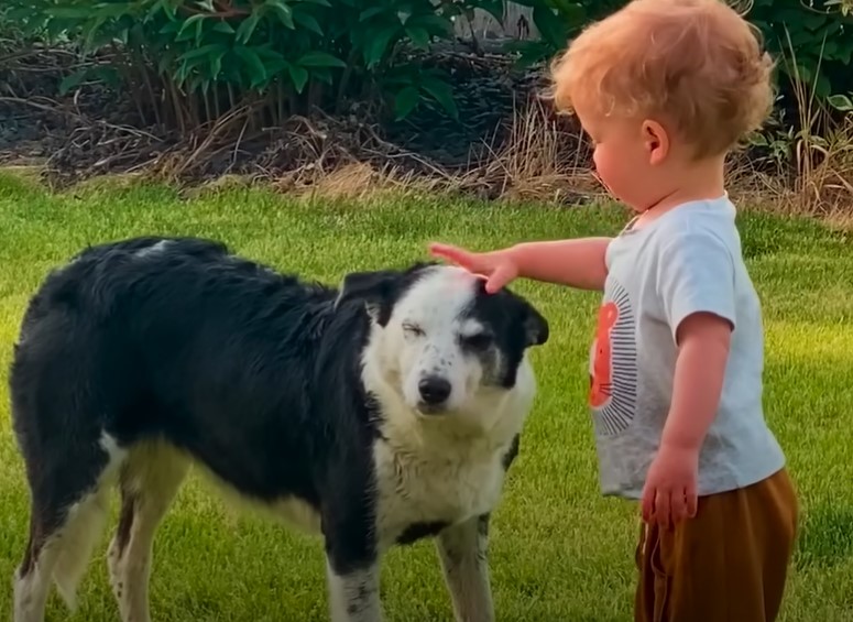 child petting a dog