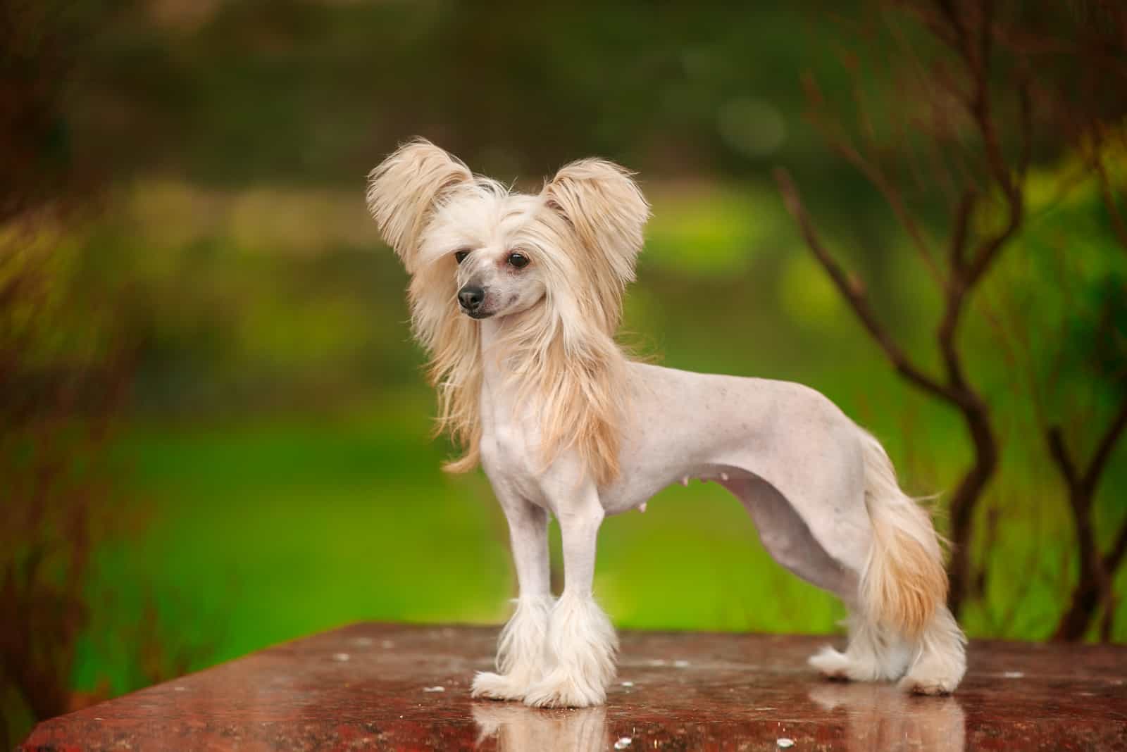 Chinese Crested