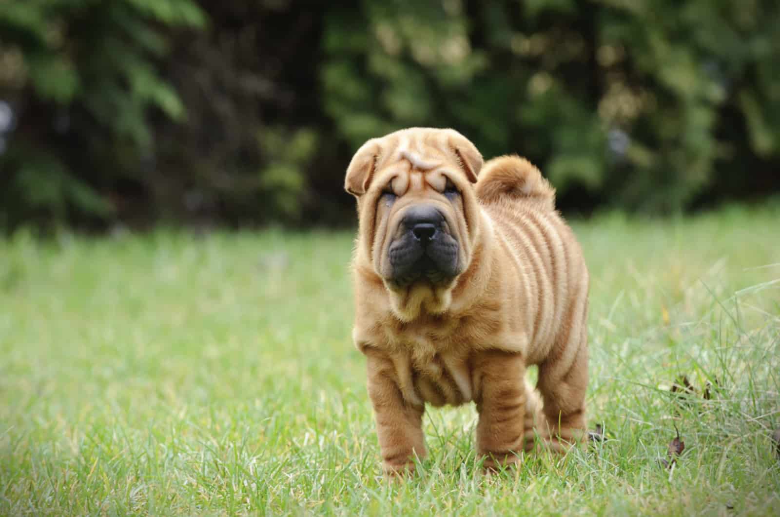 chinese shar pei