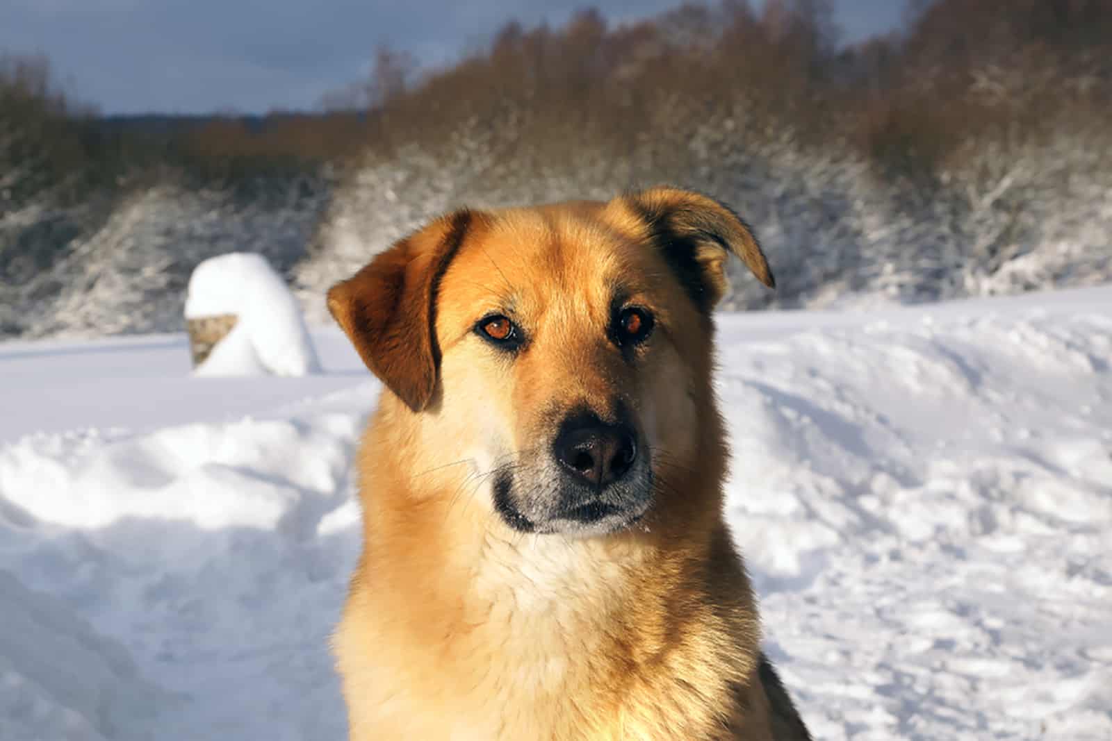 chinook dog in the snow