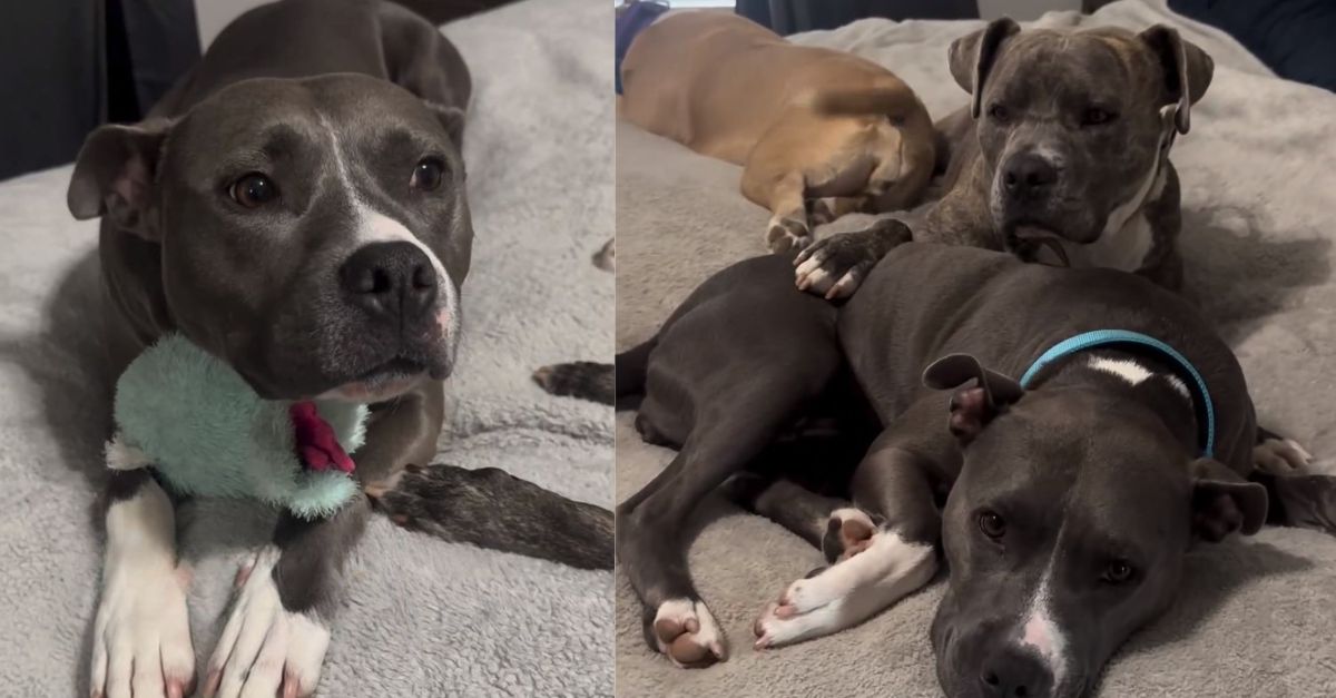 Owners Who Were Having A Baby Surrendered Their Pup All Because They Were Scared Of Her Breed