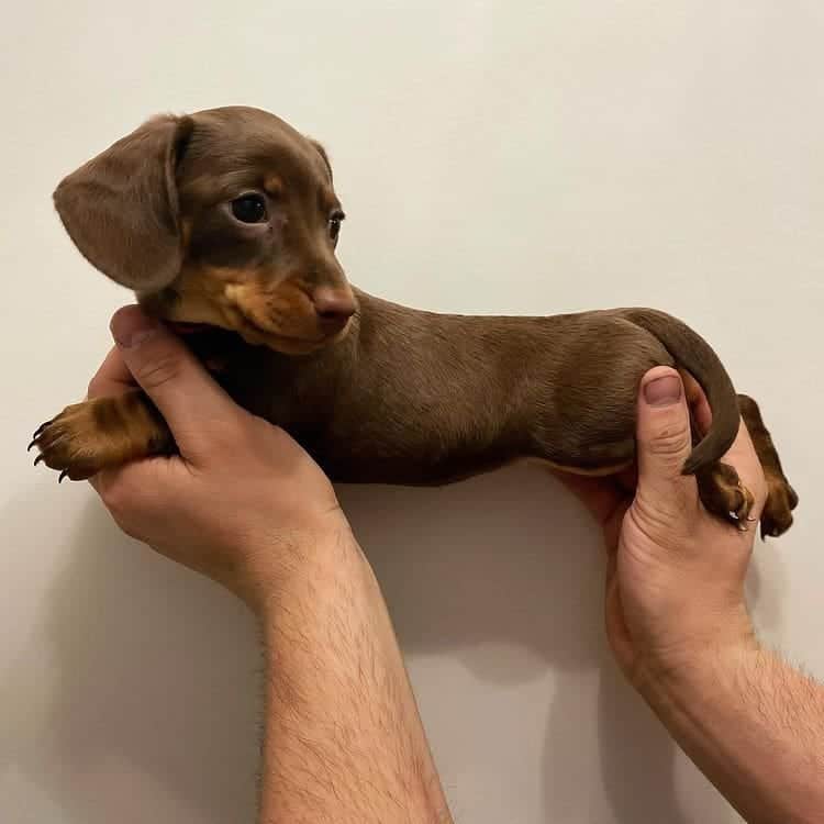 chocolate and tan dachshund