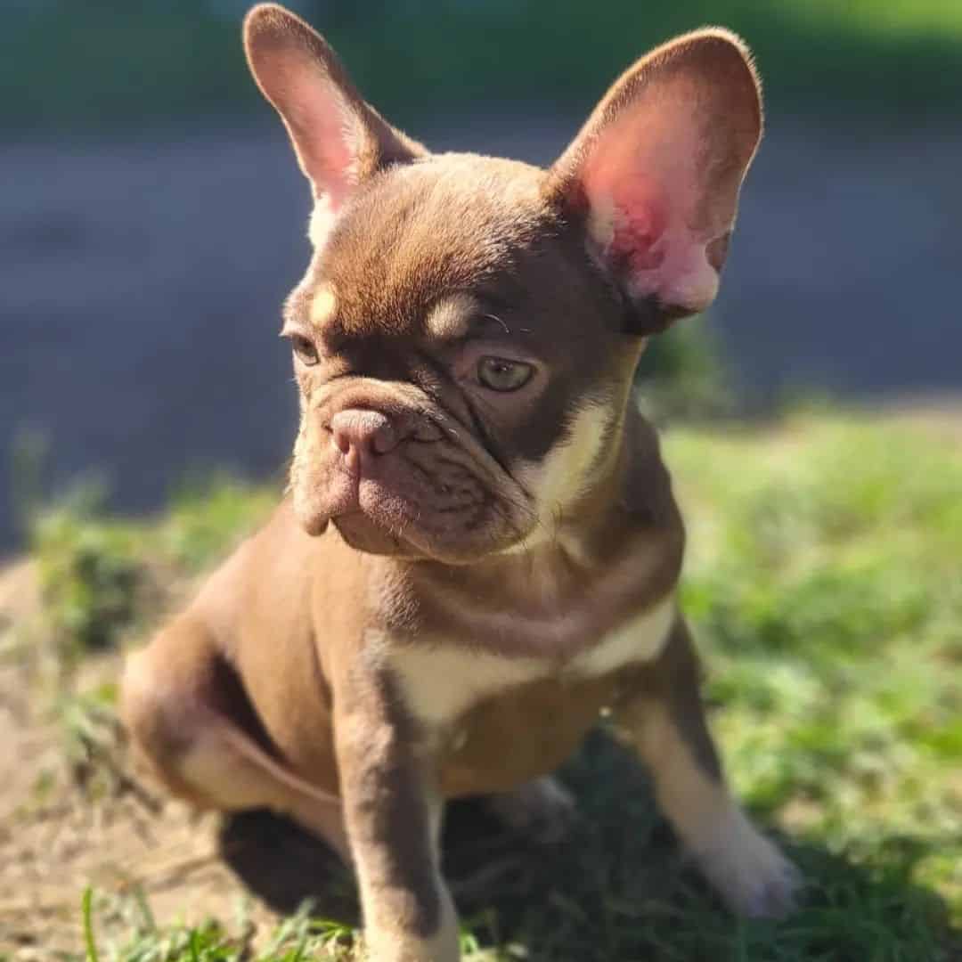 Chocolate And Tan French Bulldog