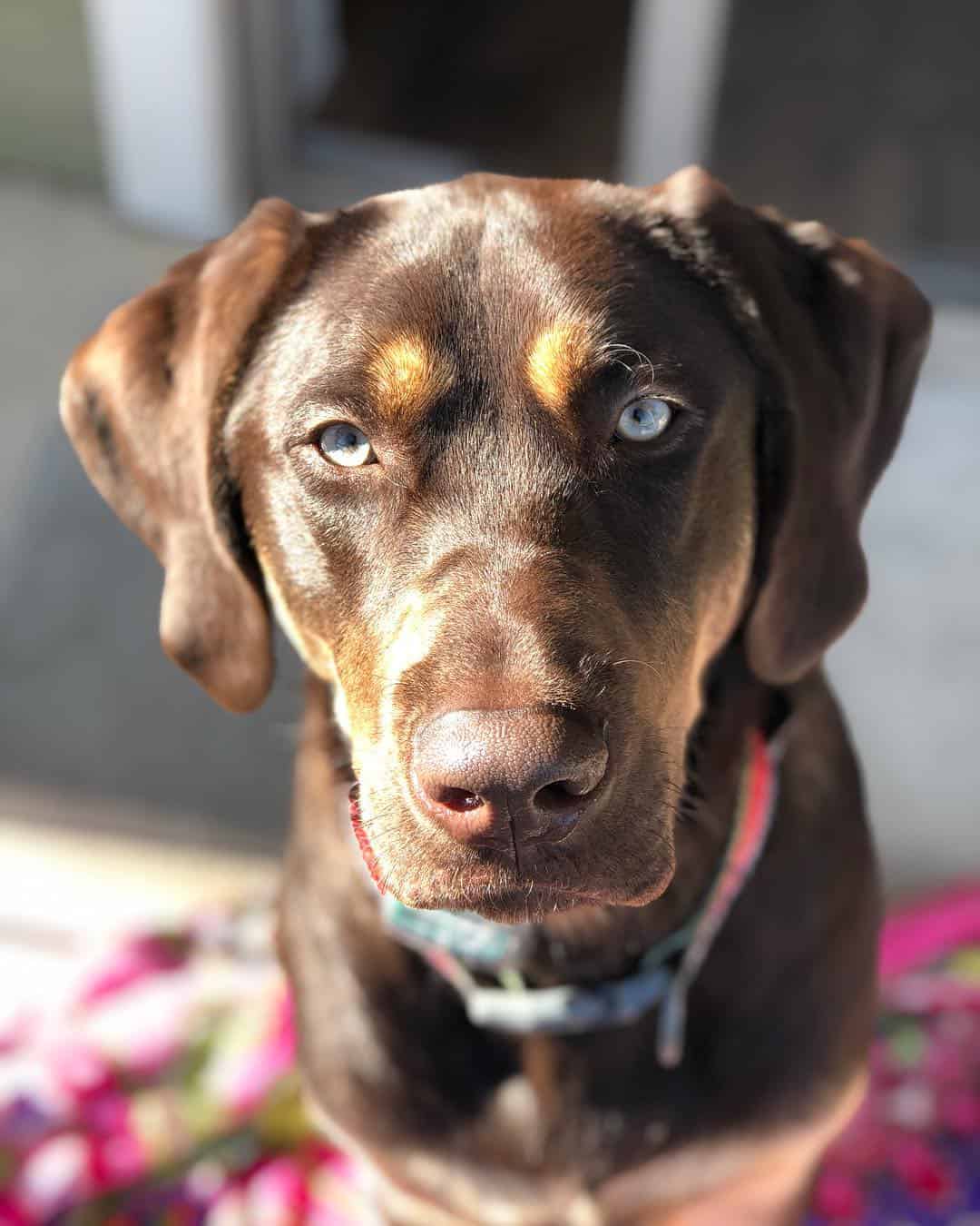 chocolate and tan labrador