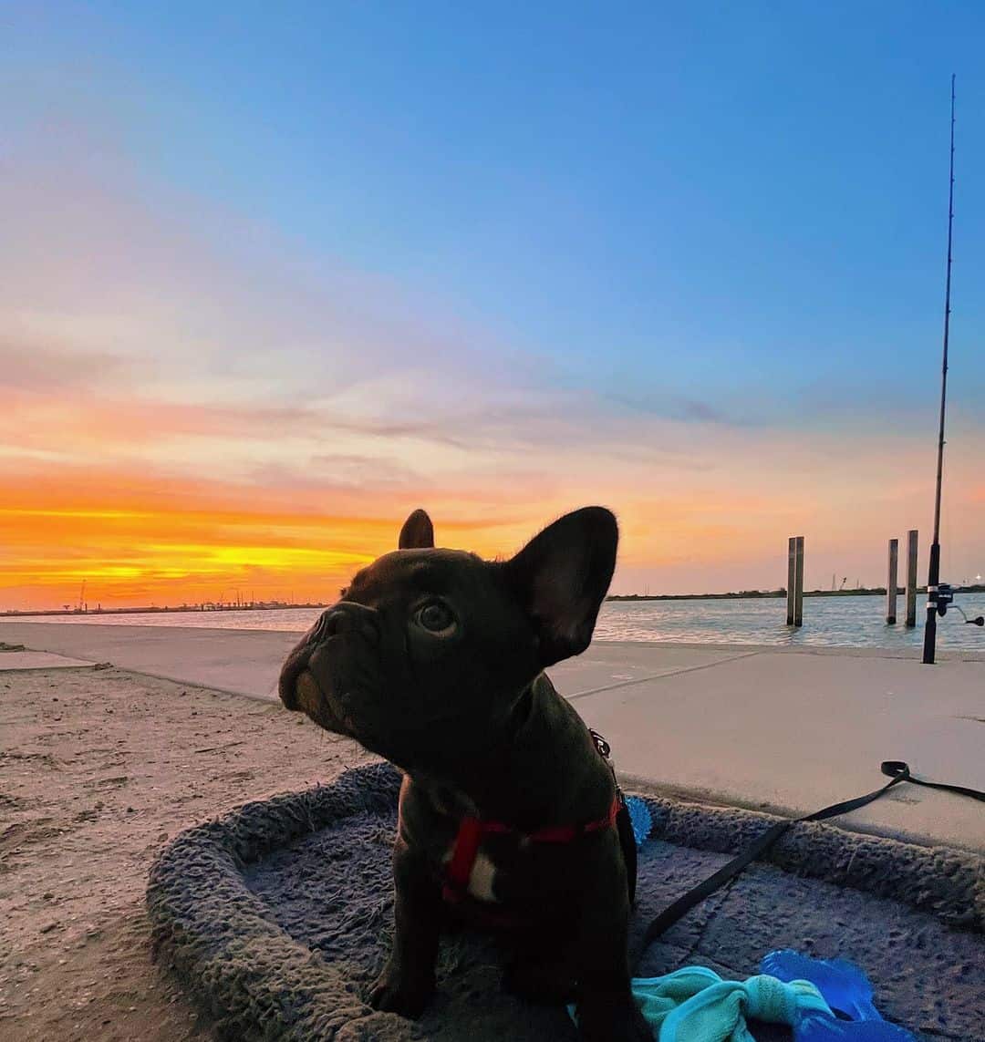 chocolate brindle french bulldog photographed during sunset