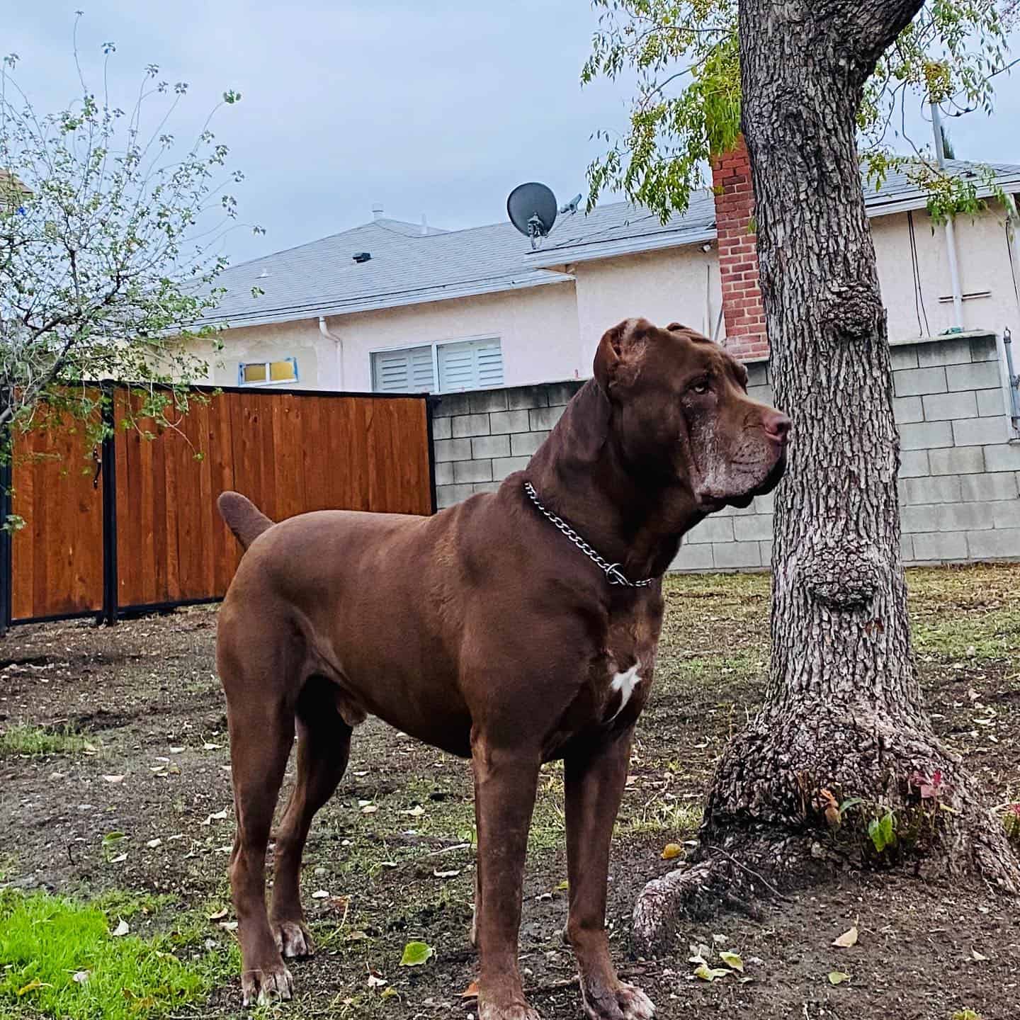 chocolate cane corso