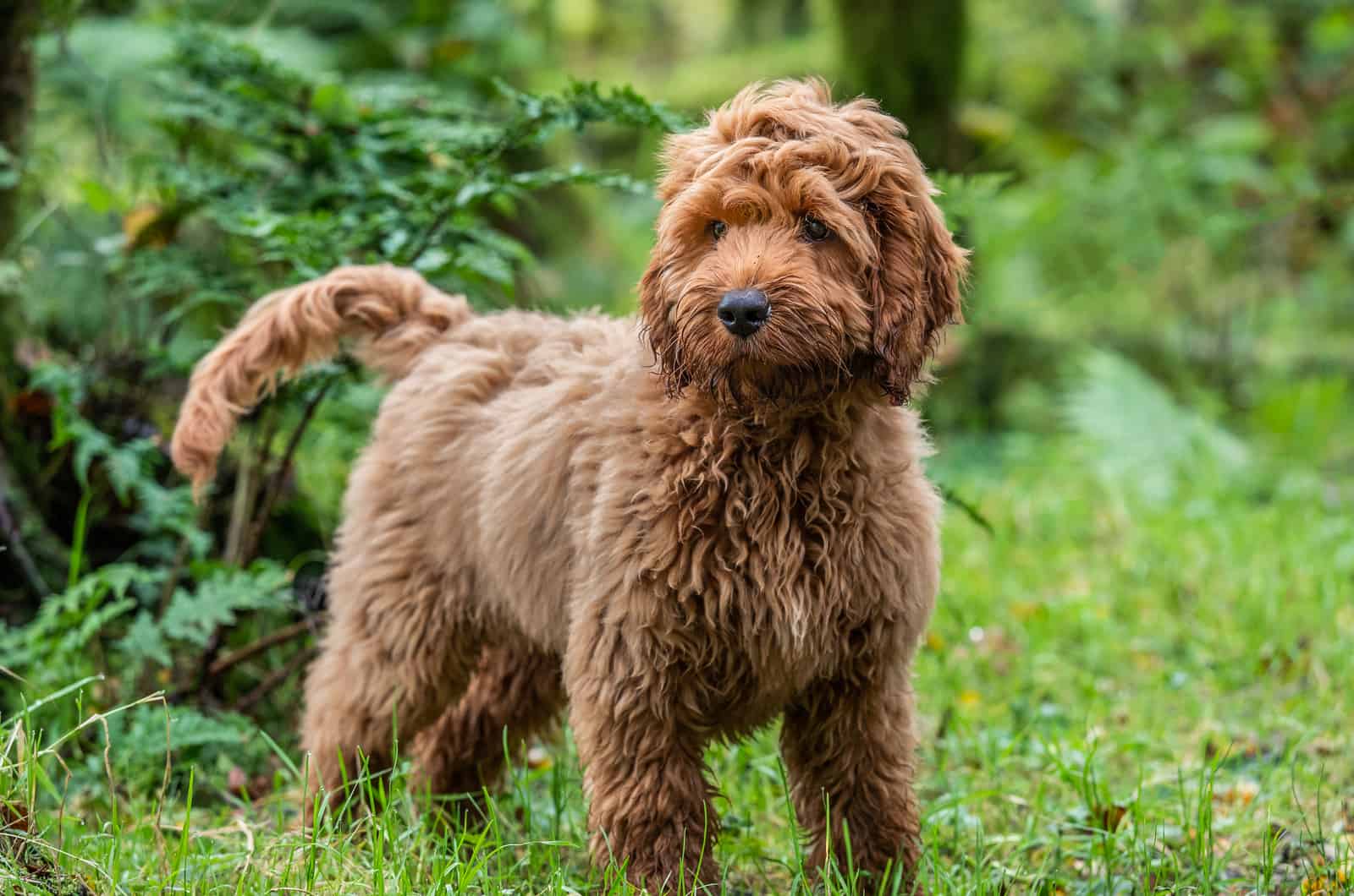 chocolate cockapoo standing in nature