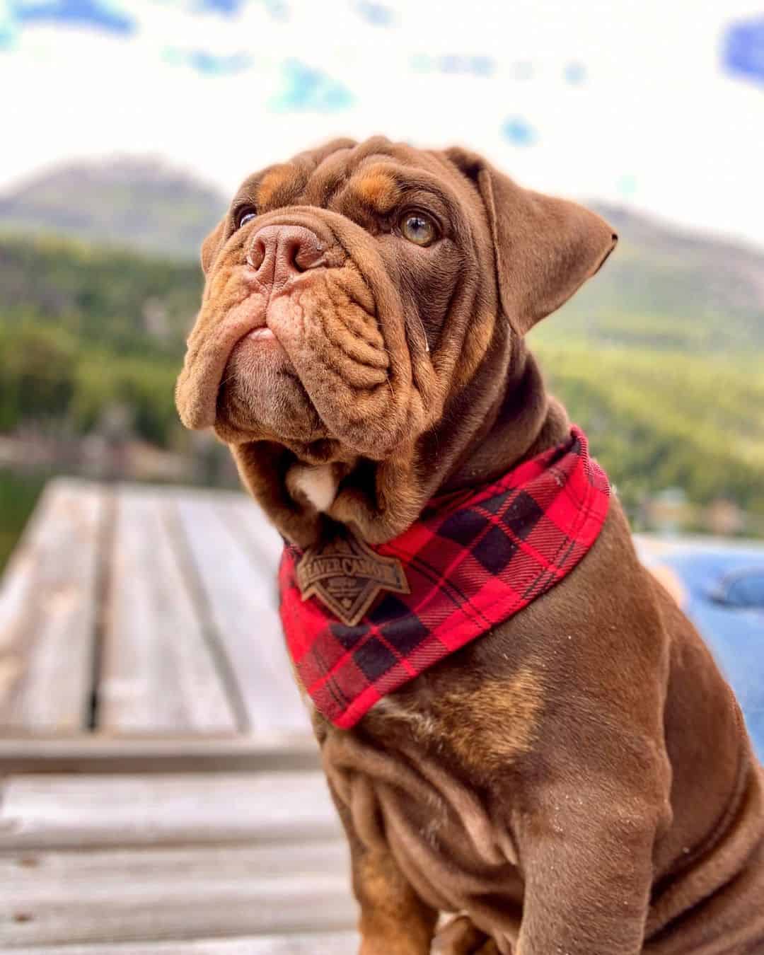 chocolate english bulldog