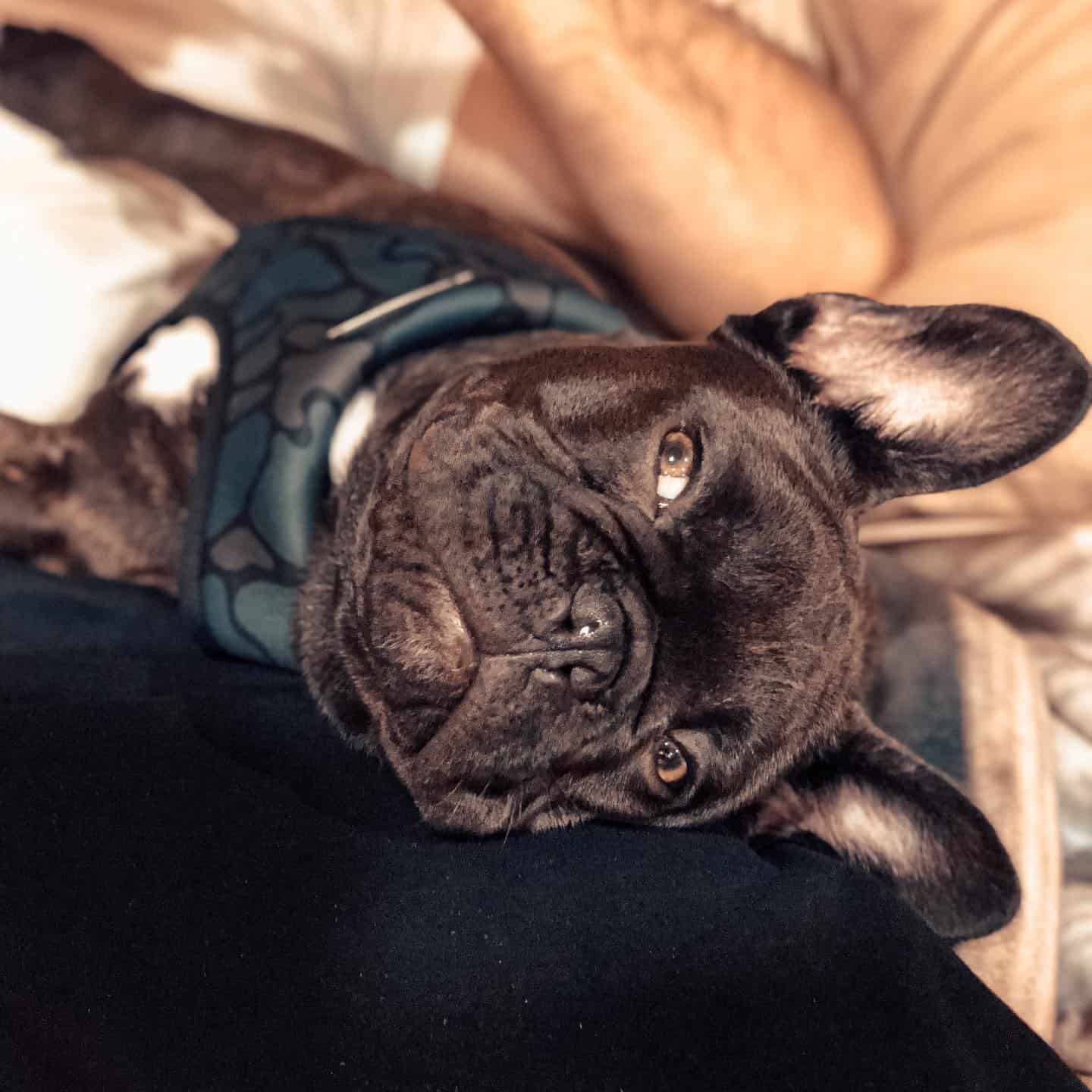 chocolate french bulldog