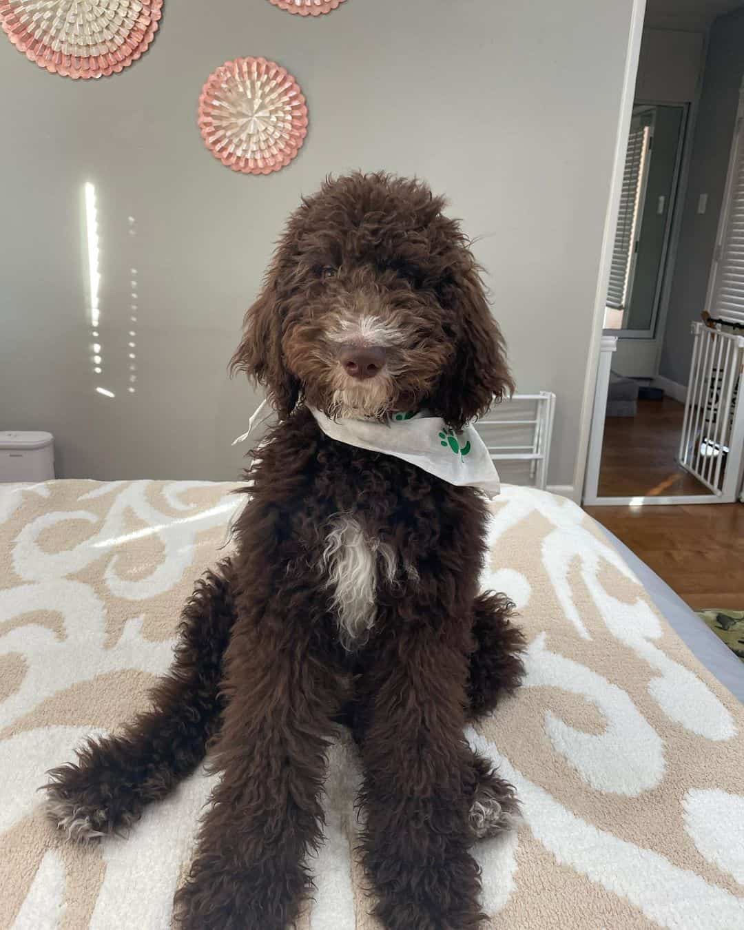 chocolate goldendoodle dog