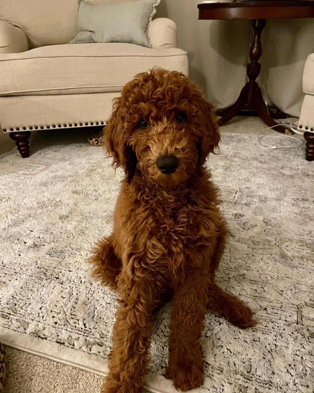 chocolate goldendoodle portrait