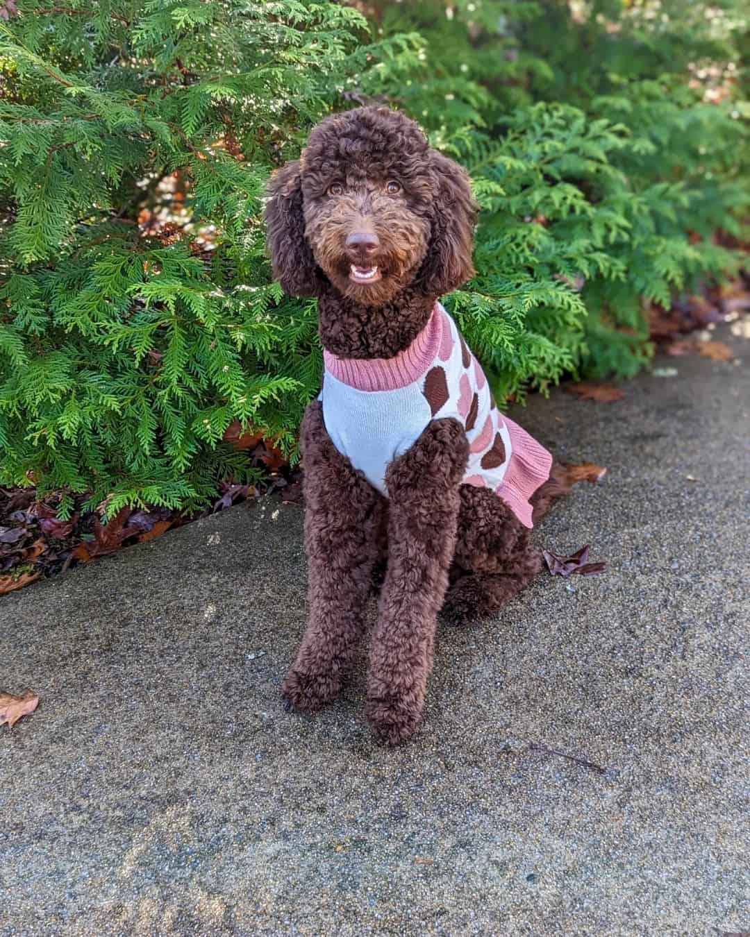 chocolate goldendoodle walking outside