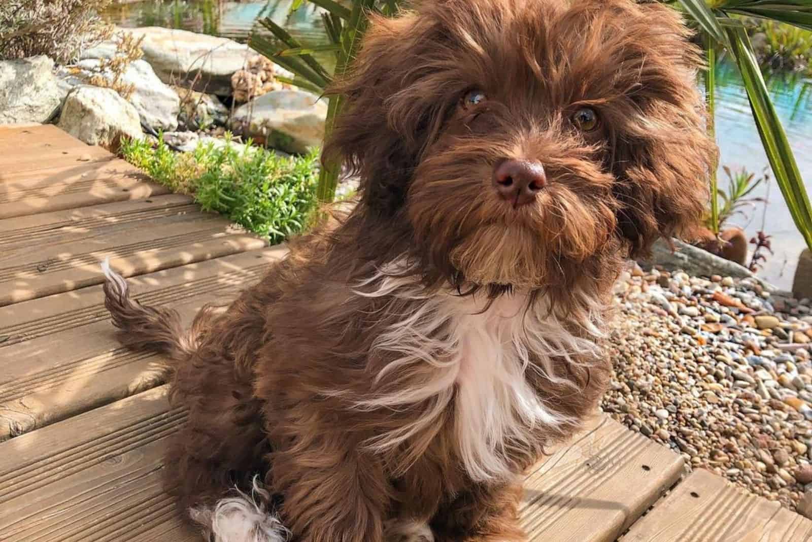 Chocolate Havanese