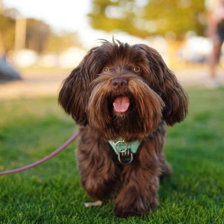 Chocolate Havanese Puppy walking on the grass