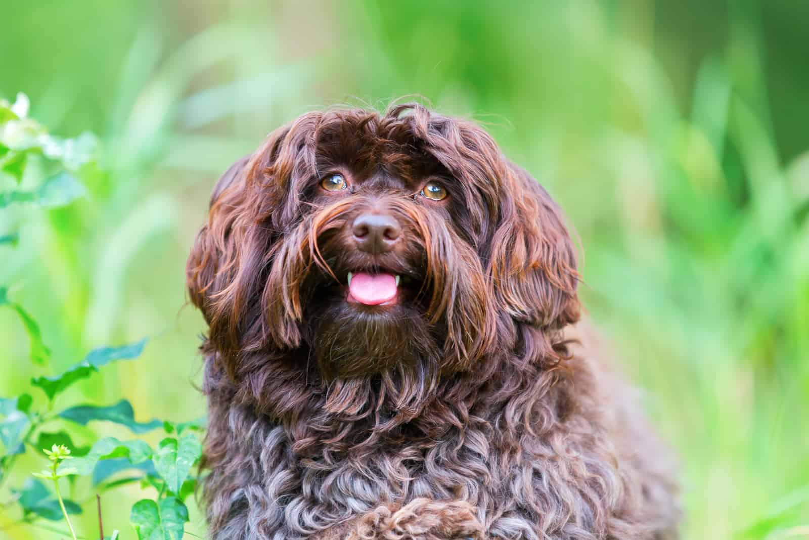 Chocolate Havanese