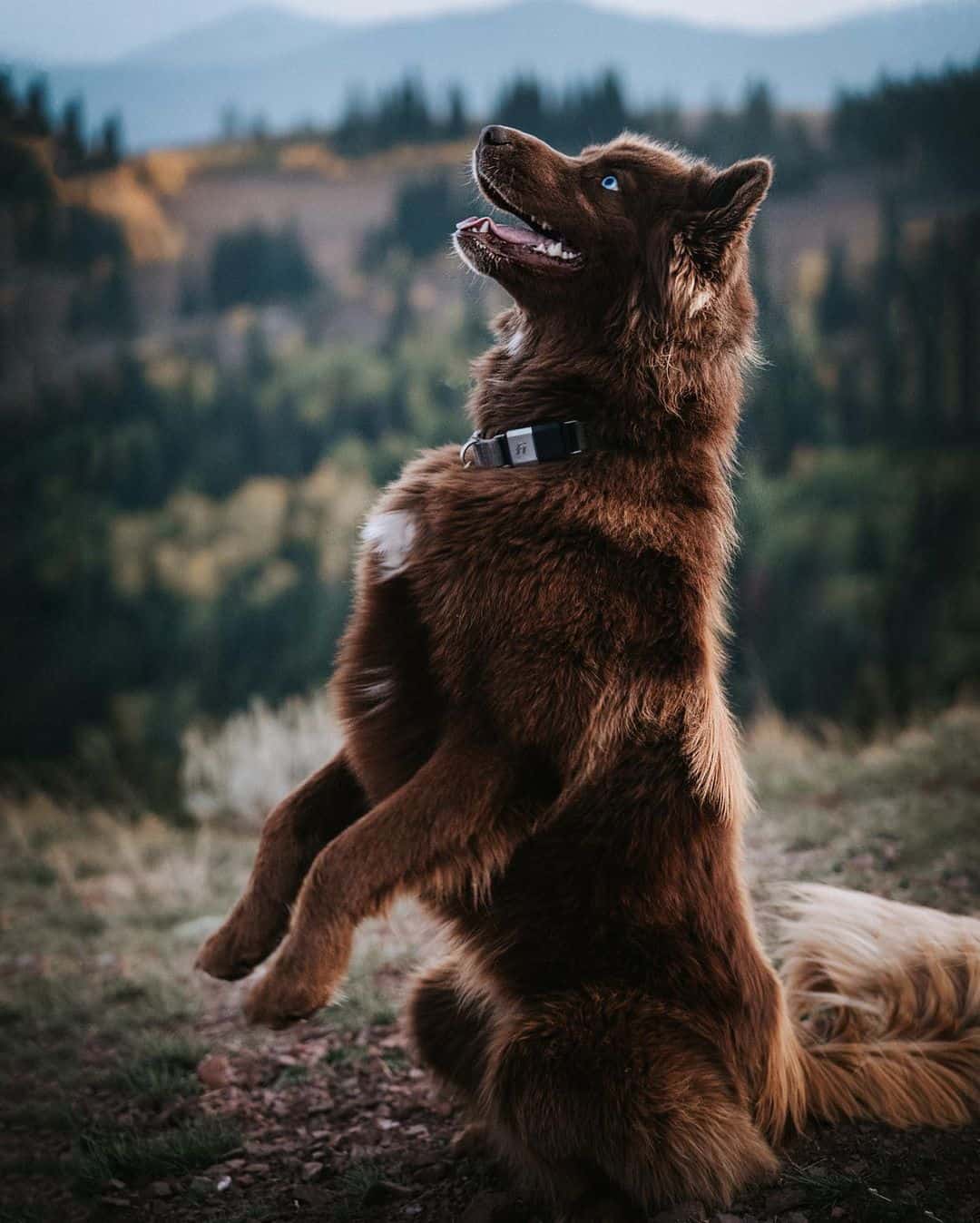 chocolate husky dog