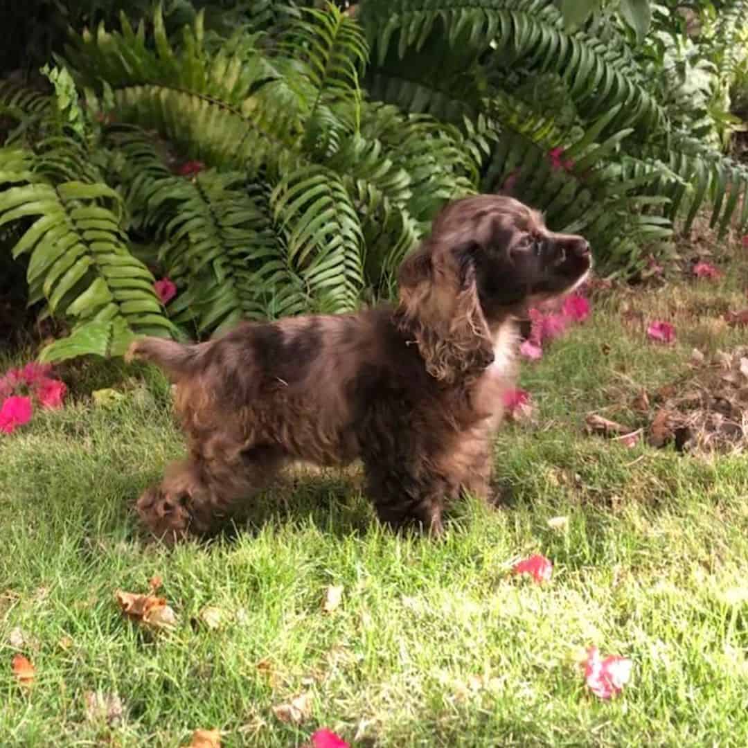 chocolate merle cocker spaniel