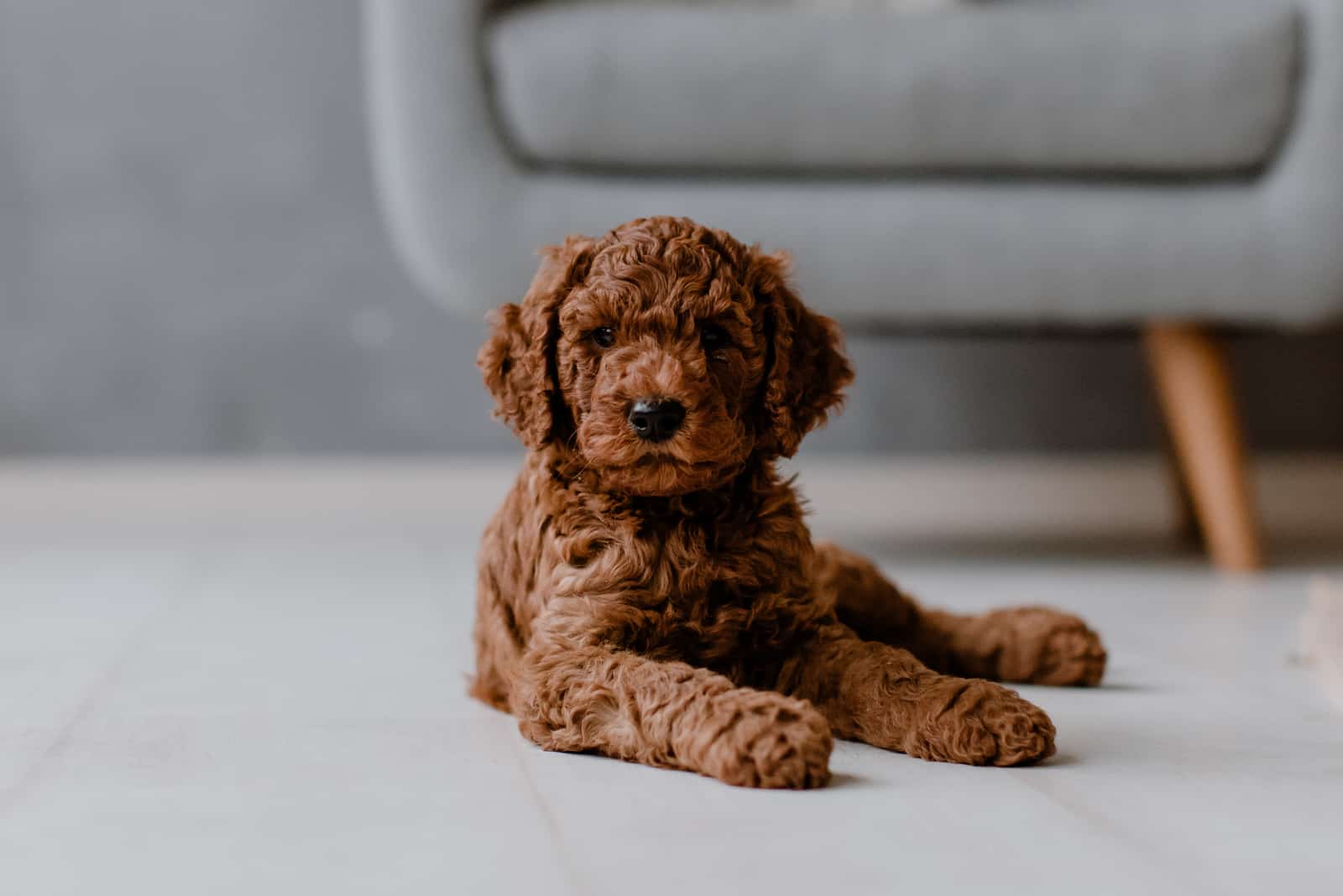 chocolate miniature poodle