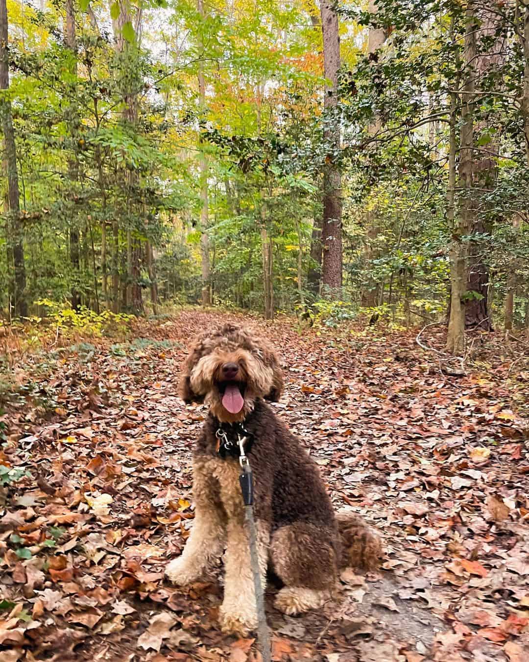 Chocolate Phantom Goldendoodles