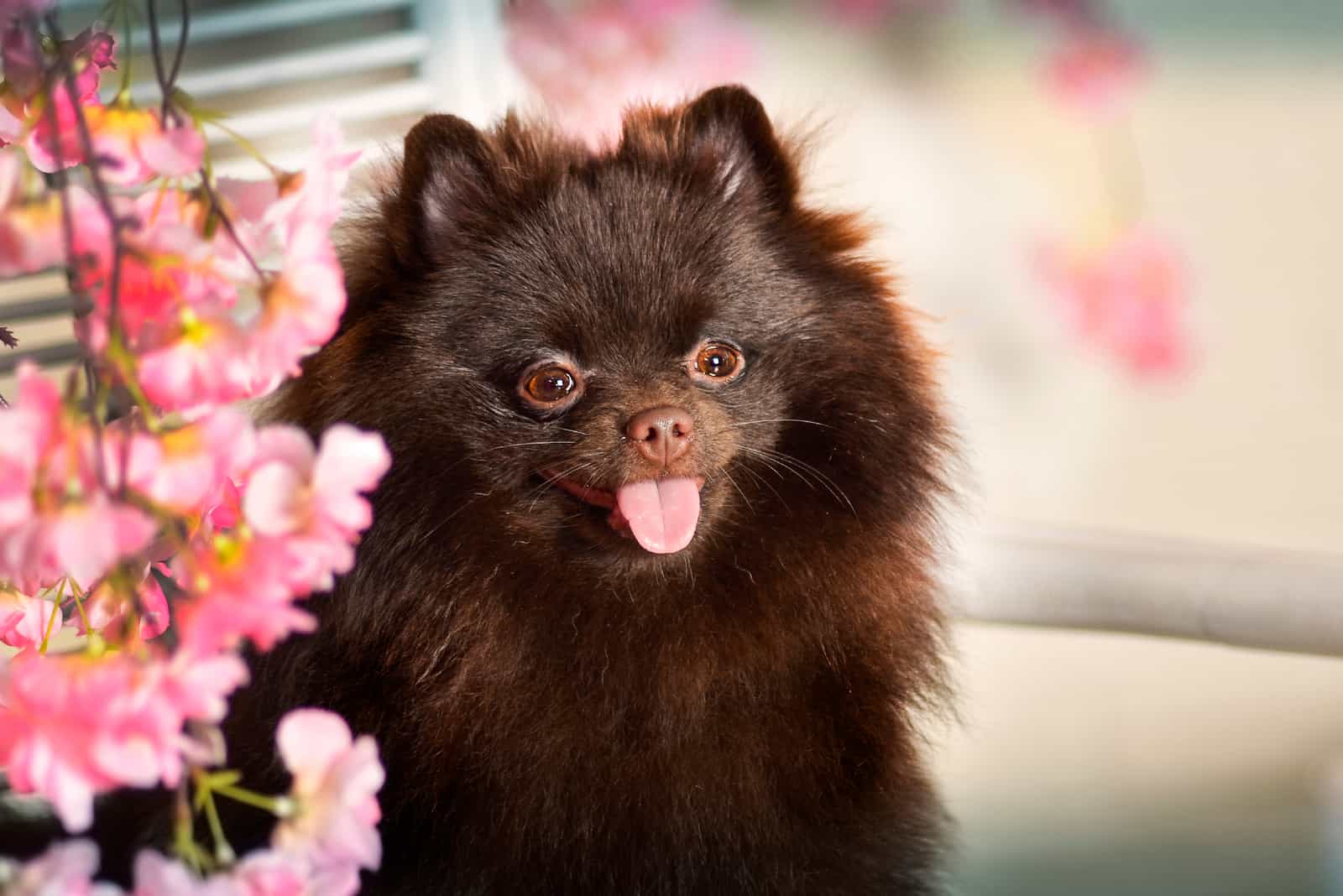 Chocolate pomeranian