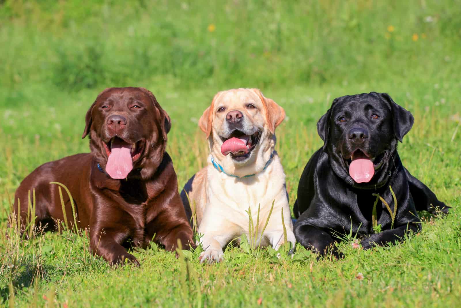 chocolate tan and black lab lying in grass