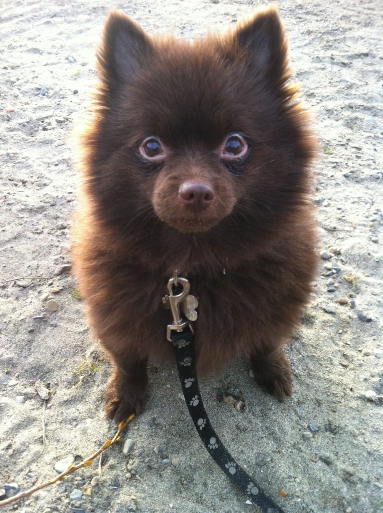 chocolate teacup pomeranian