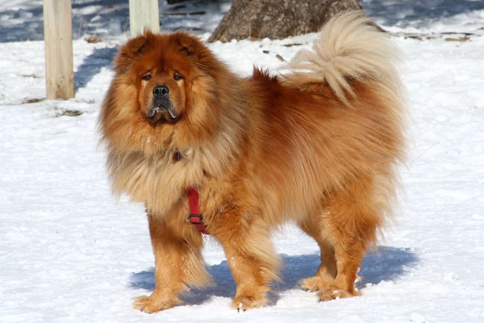 Chow Chow dog on the snow