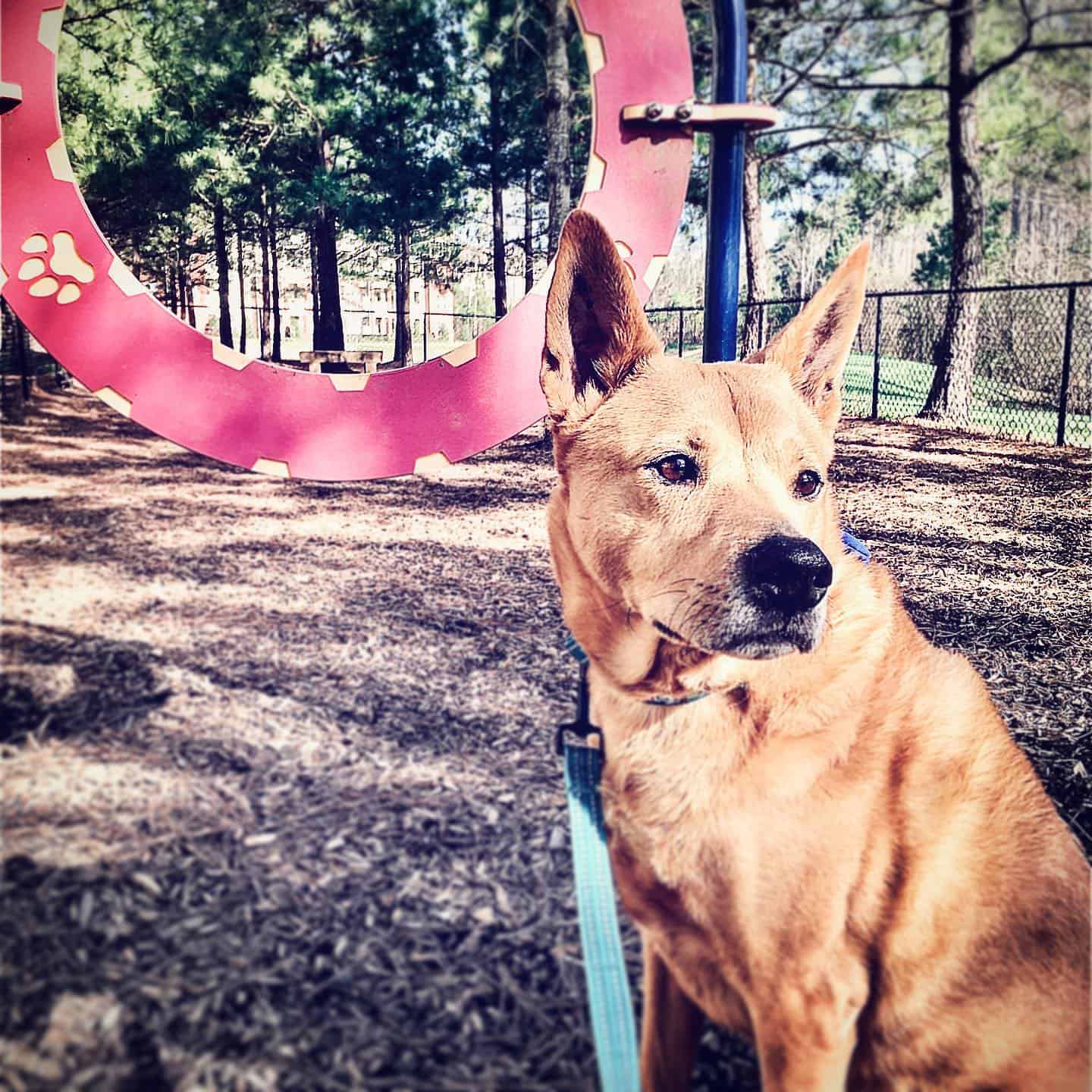 chow chow boxer mix