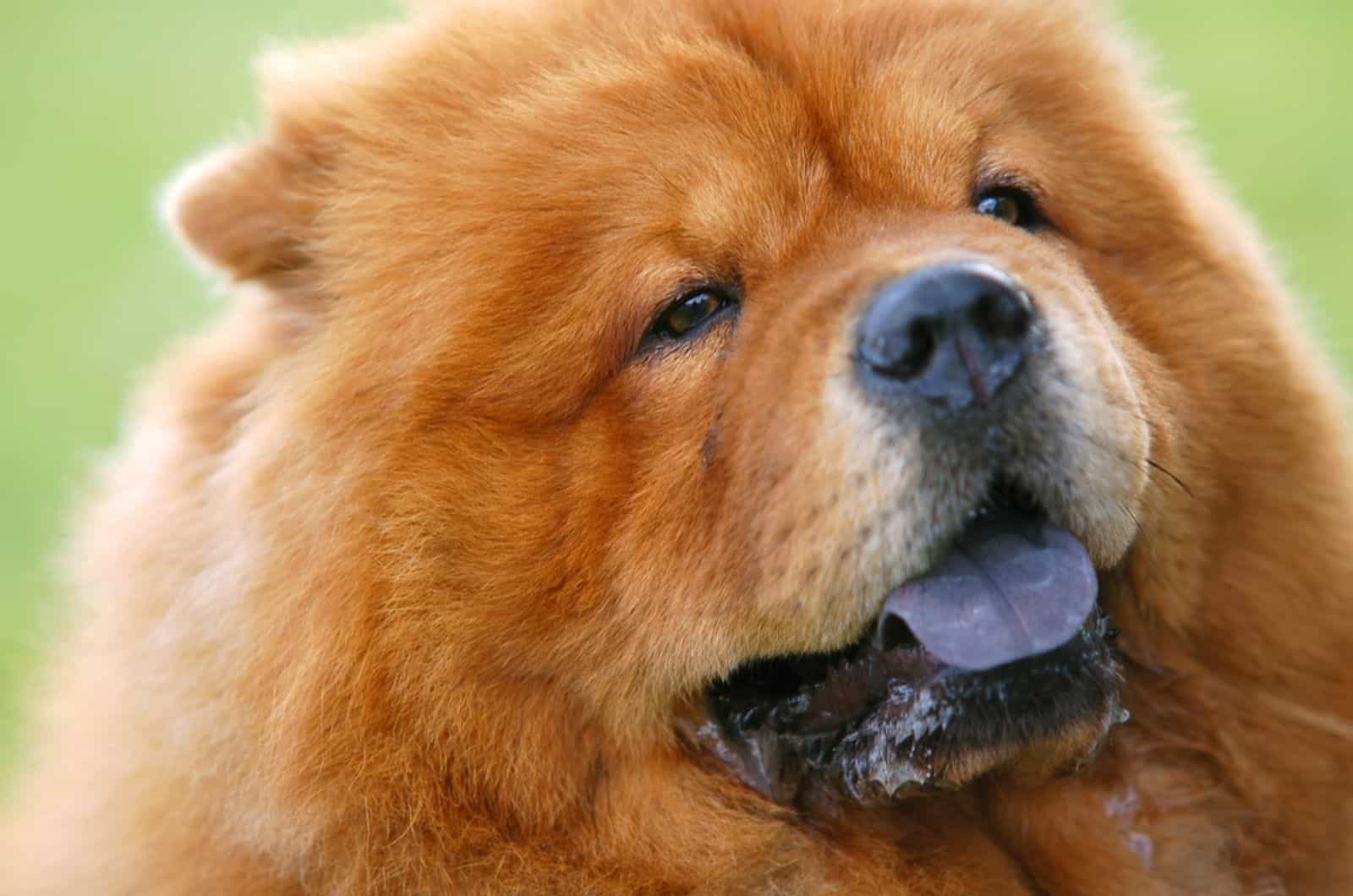 chow chow dog drooling