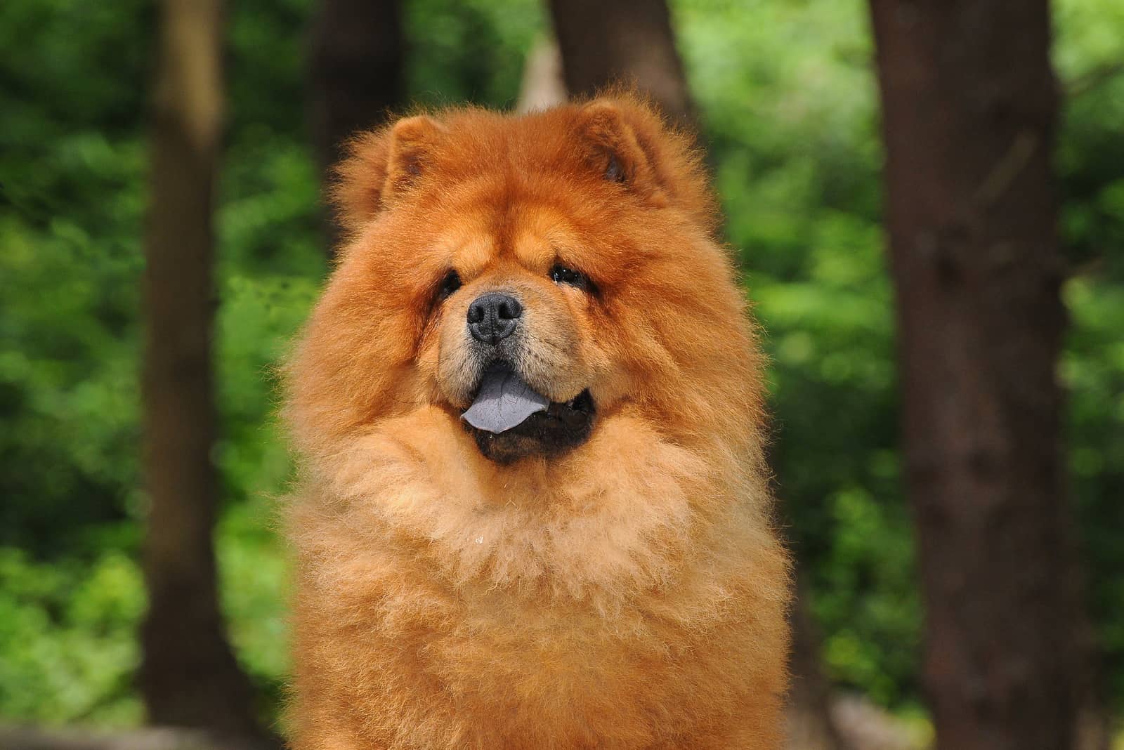 Chow Chow dog in forest