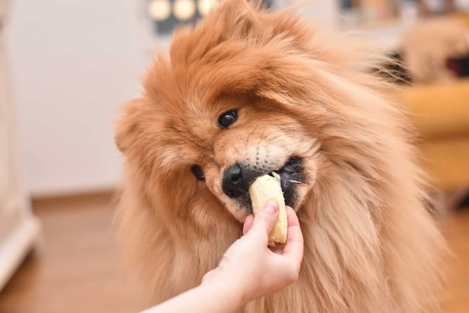 Chow Chow eating banana