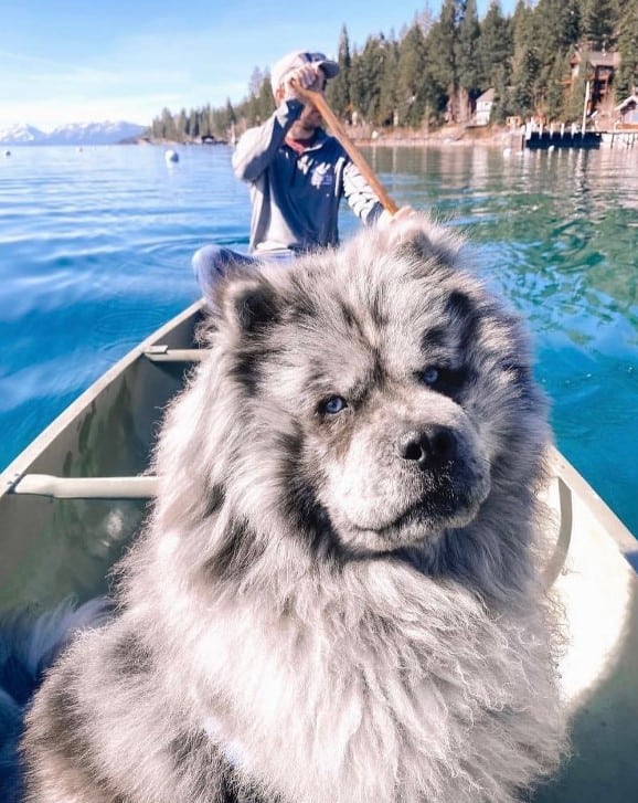 Chow Chow enjoys boating with his owner