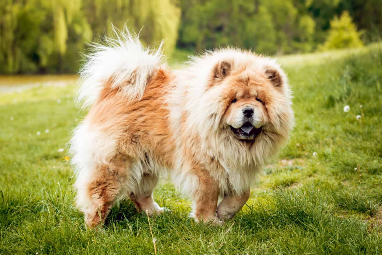 Chow Chow is standing in the park