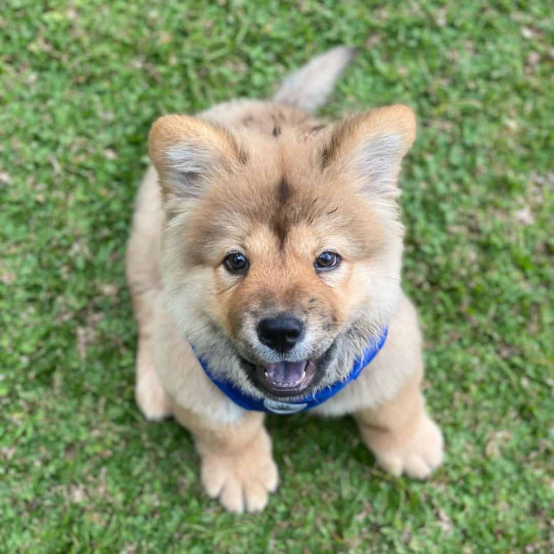 chow chow pomeranian mix puppy