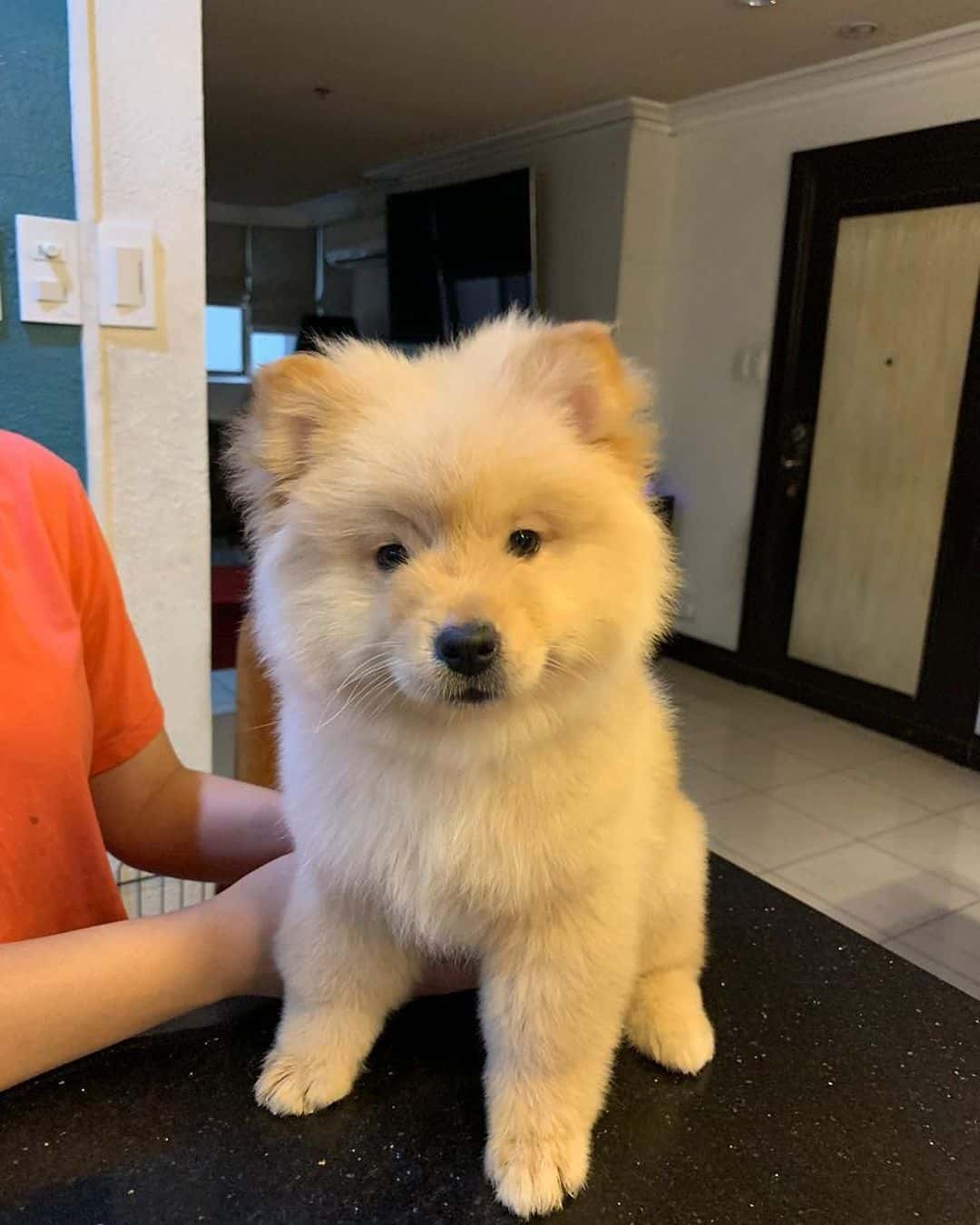 chow chow pomeranian mix