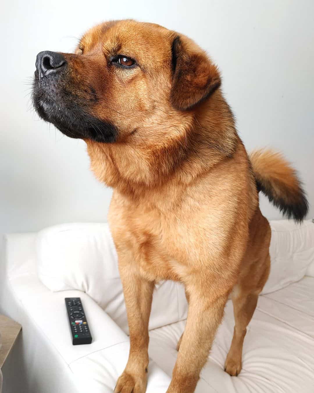 chow chow rottweiler mix dog