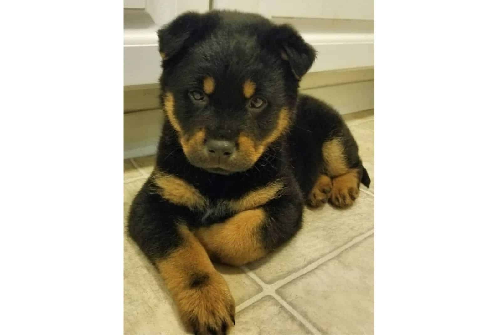 chow chow rottweiler mix