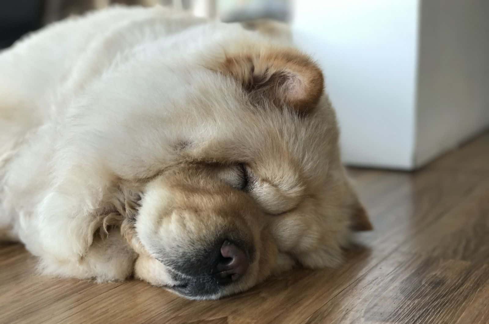 chow chow sleeping on the floor